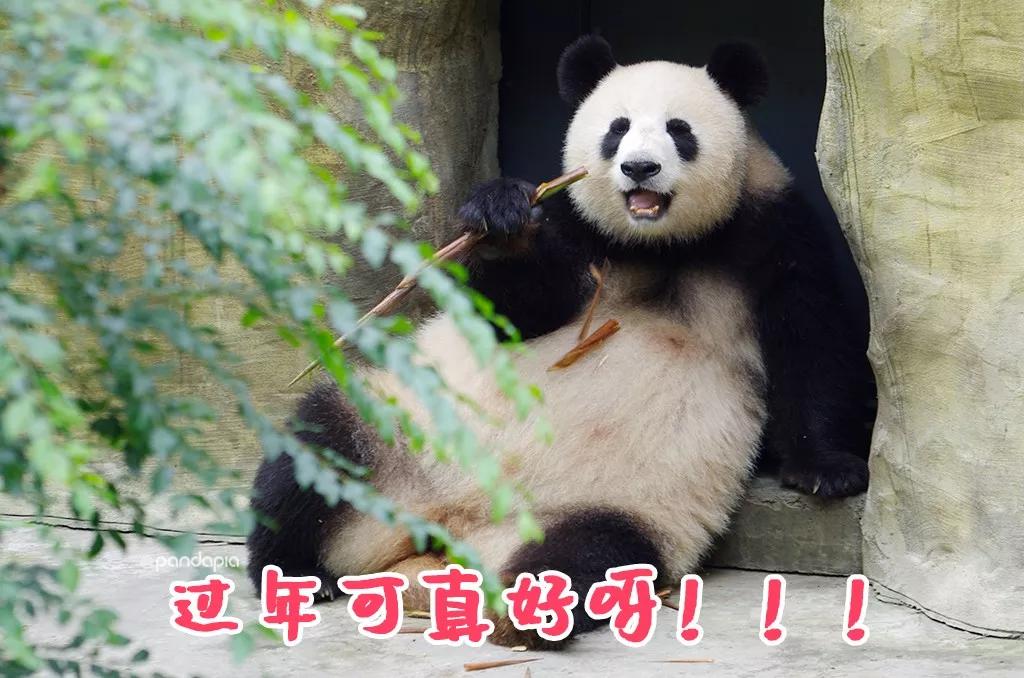 厉害了!怎样识别熊猫麻将开挂-哔哩哔哩 