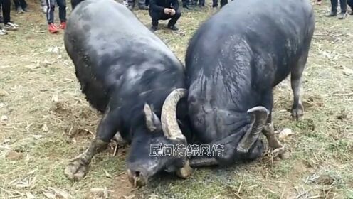 给大家爆料一下民间农村斗牛牛技巧手法 钱_大神怎么打一《我来教教你怎么赢 》