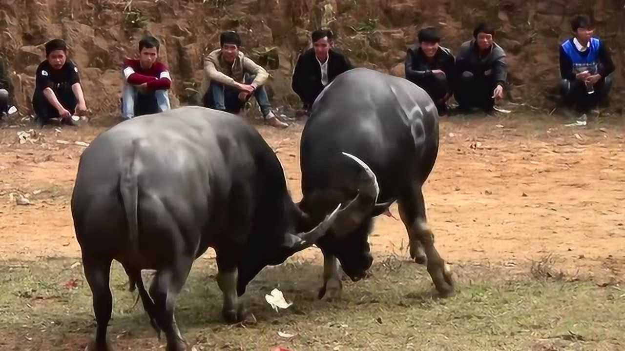 一分钟教你“玩斗牛好实用的仪器工具道具《详细教程 新浪科技》